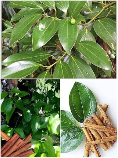 Dalchini (Cinnamon) Plants — Cinnamon sapling available at Agro Nursery Garden
